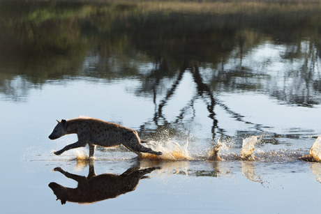 Hyena in Ndutu-Area