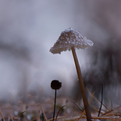 Kleine paddenstoel in de vorst