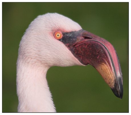 Pink birdy