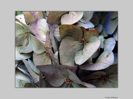 Hortensia