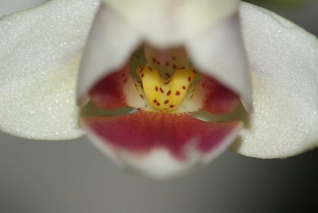 Orchidee