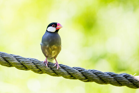 Dierenfotografie - rijstvogel