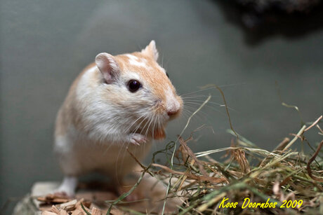 Gerbil