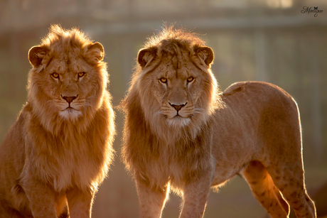 Kings of the zoo