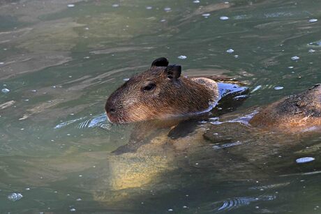 super cavia