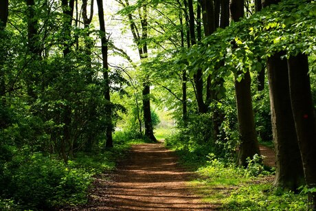 -Schoonheid van de Natuur