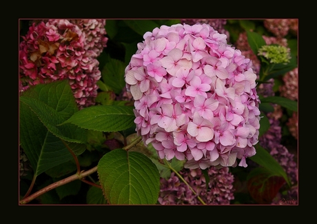 pink hortensia