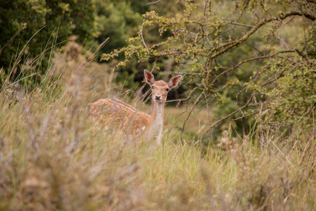 Hert in duinen (2)