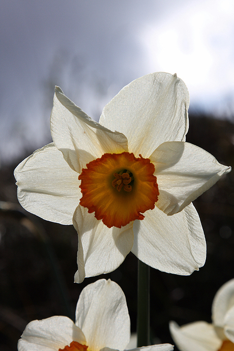 narcis tegelicht