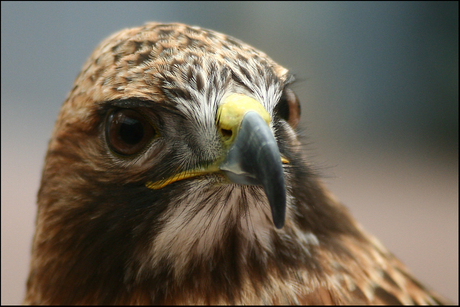 Buizerd II