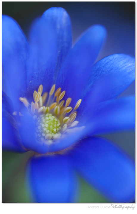 Anemone Bleus