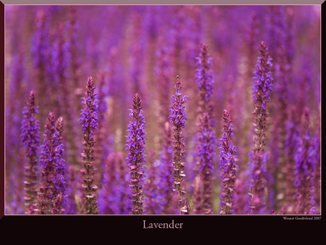 Lavender