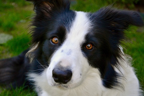 Kaia; onze Border Collie