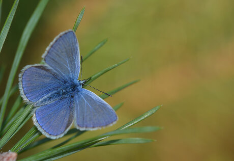 Polyommatus Icarus.