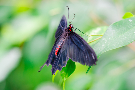 Black Beauty