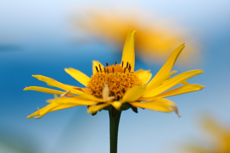 bloem in de tuin