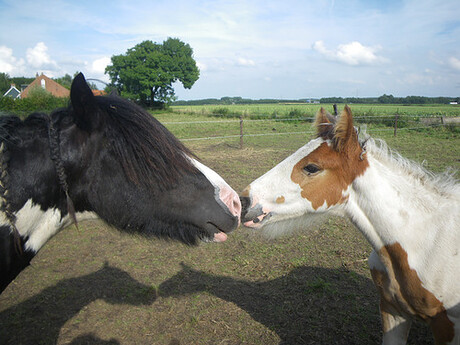 Paarden liefde