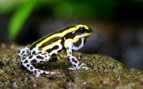 Dendrobates lamasi