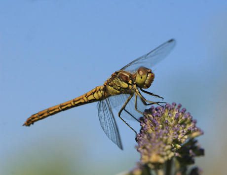 libelle ff in vergr. kijken !!!!