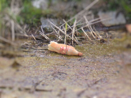 Message in a bottle