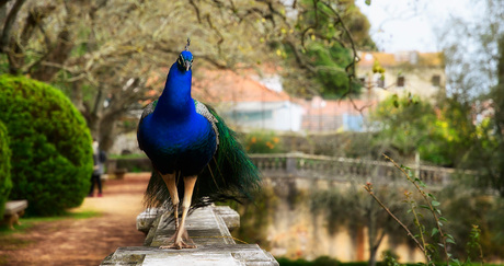 mr. Peacock