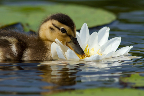 Lilly for Lunch