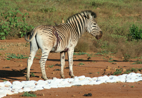 Gewonde zebra