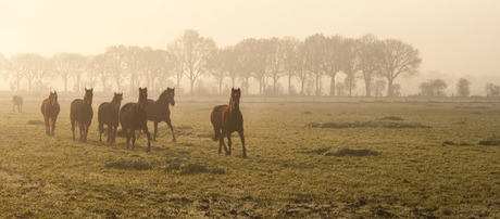 Paarden in de mist