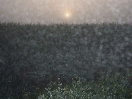 Zonsopgang boven mistig maisveld