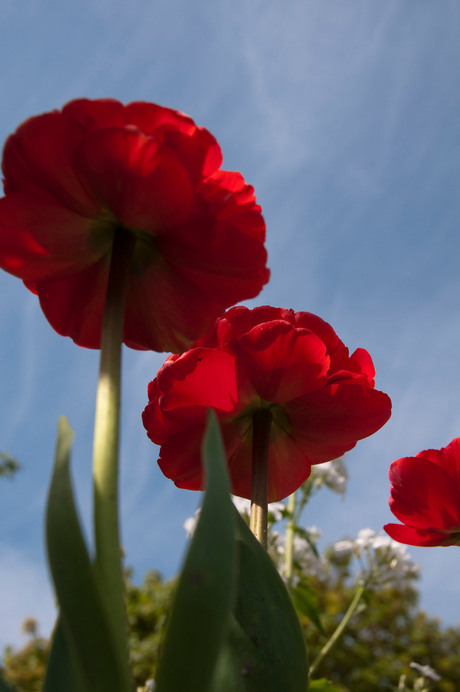 Zonne schijn