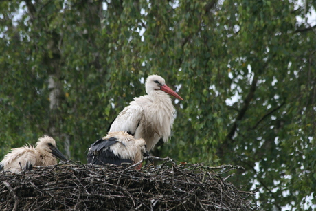 beekse bergen