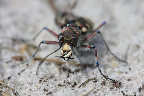 Hetzelfde raar beestje ?