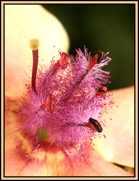 verbascum 4