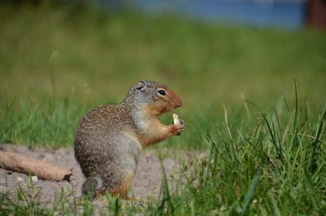 prairiehondje in Canada