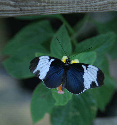 Heliconide