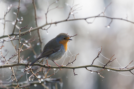 Roodborst op een koude ochtend