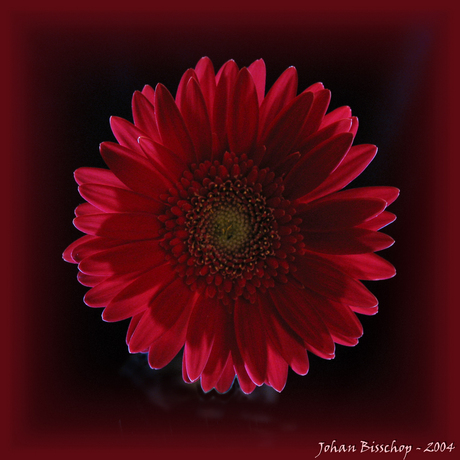 Gerbera