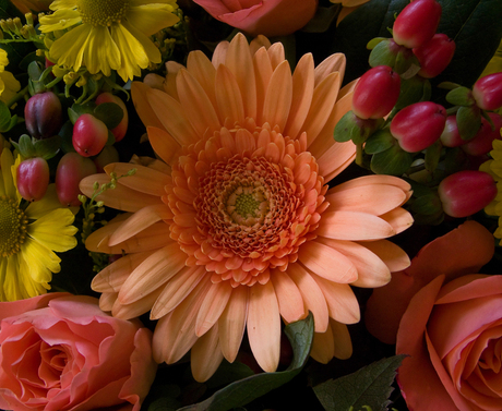 Gerbera & friends