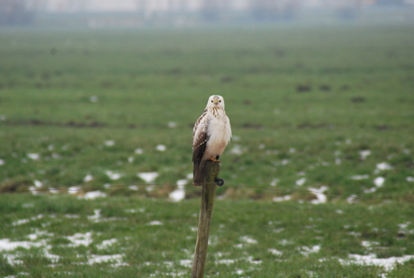 Buizerd