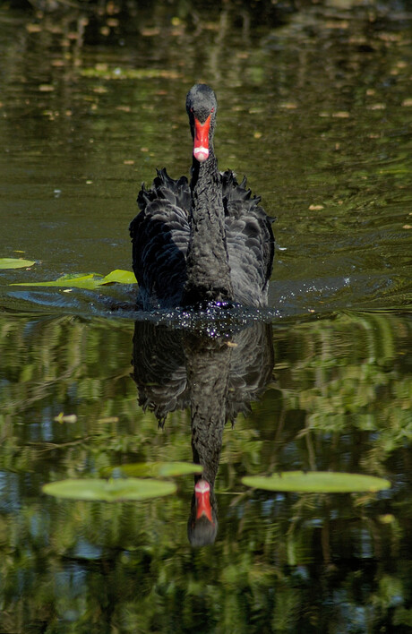 Zwarte zwaan