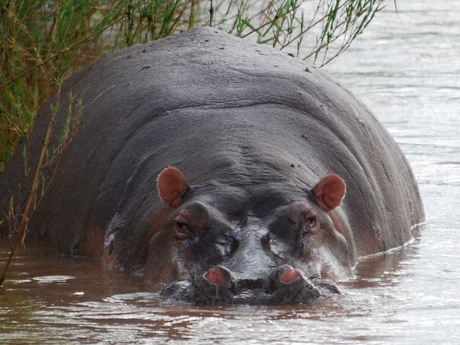 Nijlpaard in Krugerpark