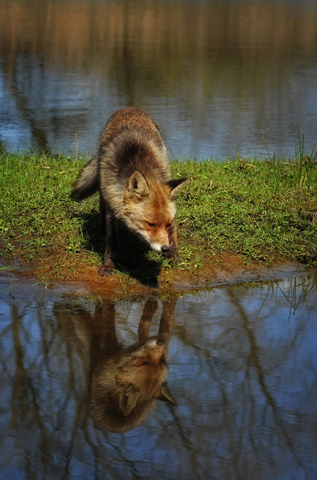 Mr fox bij de poel