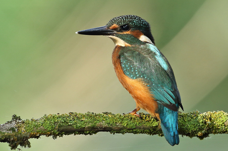 Kingfisher