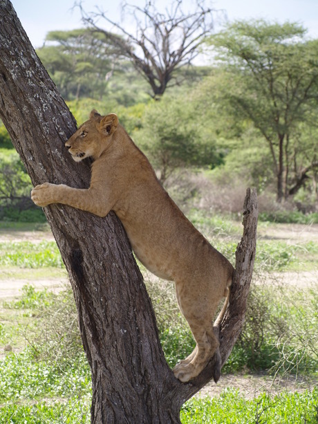 Tanzania Leeuw