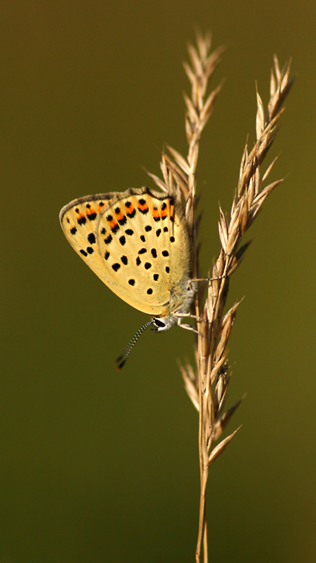 Bruine vuurvlinder