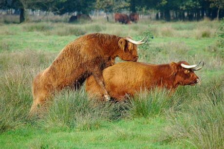 Hooglanders genieten!?