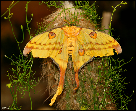 Madagaskar vlinder 2