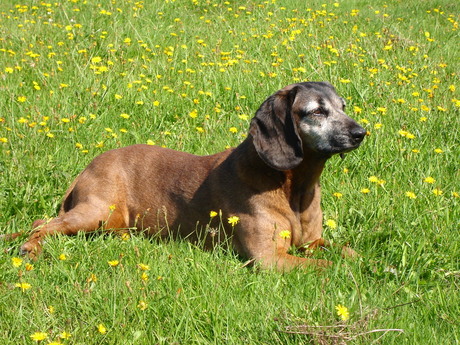 Mijn mooi grijze meissie