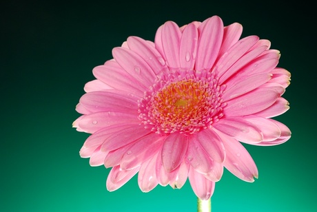 Roze Gerbera