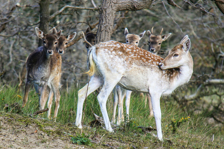 herten in waterleidingduinen